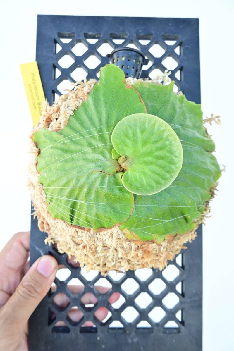 Amazon.co.jp: P.Budsaba(P.madagascariense × P